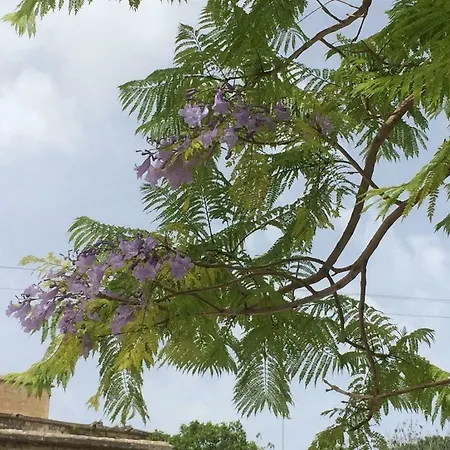 Feriehus Jacaranda *
